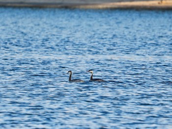 カンムリカイツブリ お台場海浜公園 2023年11月1日(水)