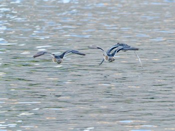 ヒドリガモ お台場海浜公園 2023年11月1日(水)