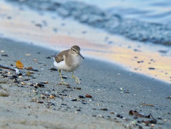 イソシギ お台場海浜公園 2023年11月1日(水)