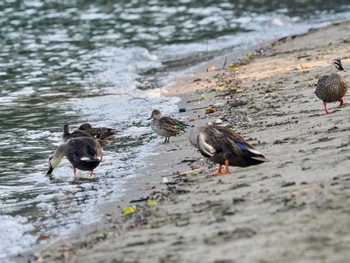 コガモ お台場海浜公園 2023年11月1日(水)