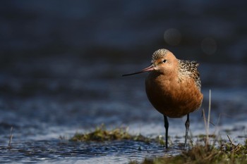 Bar-tailed Godwit Unknown Spots Unknown Date