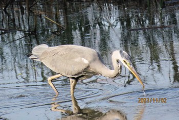 アオサギ 葛西臨海公園 2023年11月2日(木)