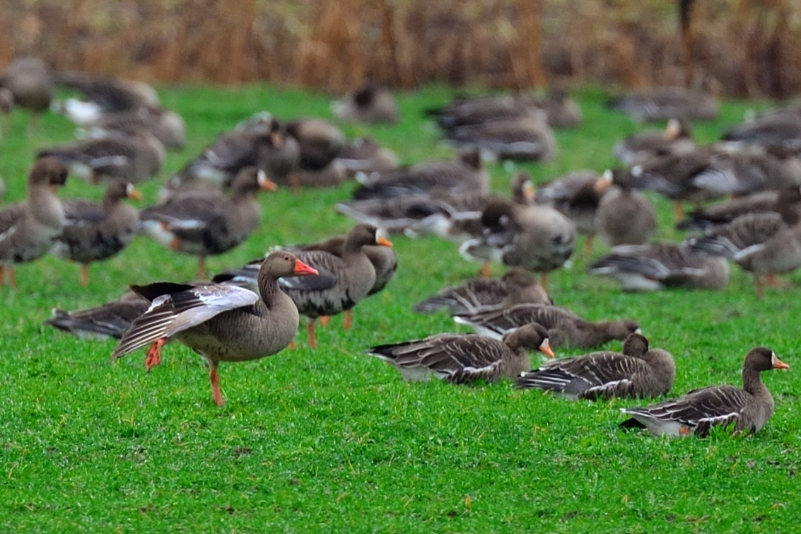 Photo of Greylag Goose at  by Kaito Imahori