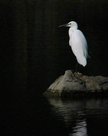 Little Egret 旧芝離宮恩賜庭園 Sat, 11/4/2023