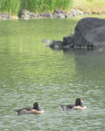 Tufted Duck 旧芝離宮恩賜庭園 Sat, 11/4/2023