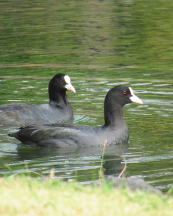 Eurasian Coot 旧芝離宮恩賜庭園 Sat, 11/4/2023