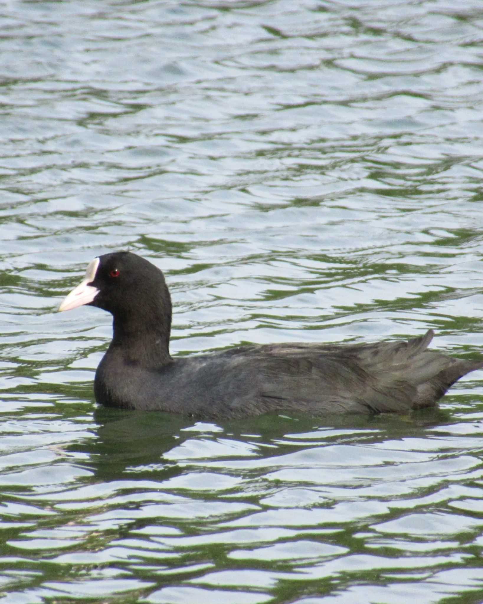 Photo of Eurasian Coot at 旧芝離宮恩賜庭園 by kohukurou