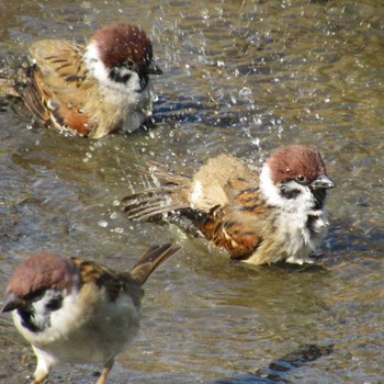 Eurasian Tree Sparrow 旧芝離宮恩賜庭園 Sat, 11/4/2023