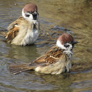 Eurasian Tree Sparrow 旧芝離宮恩賜庭園 Sat, 11/4/2023