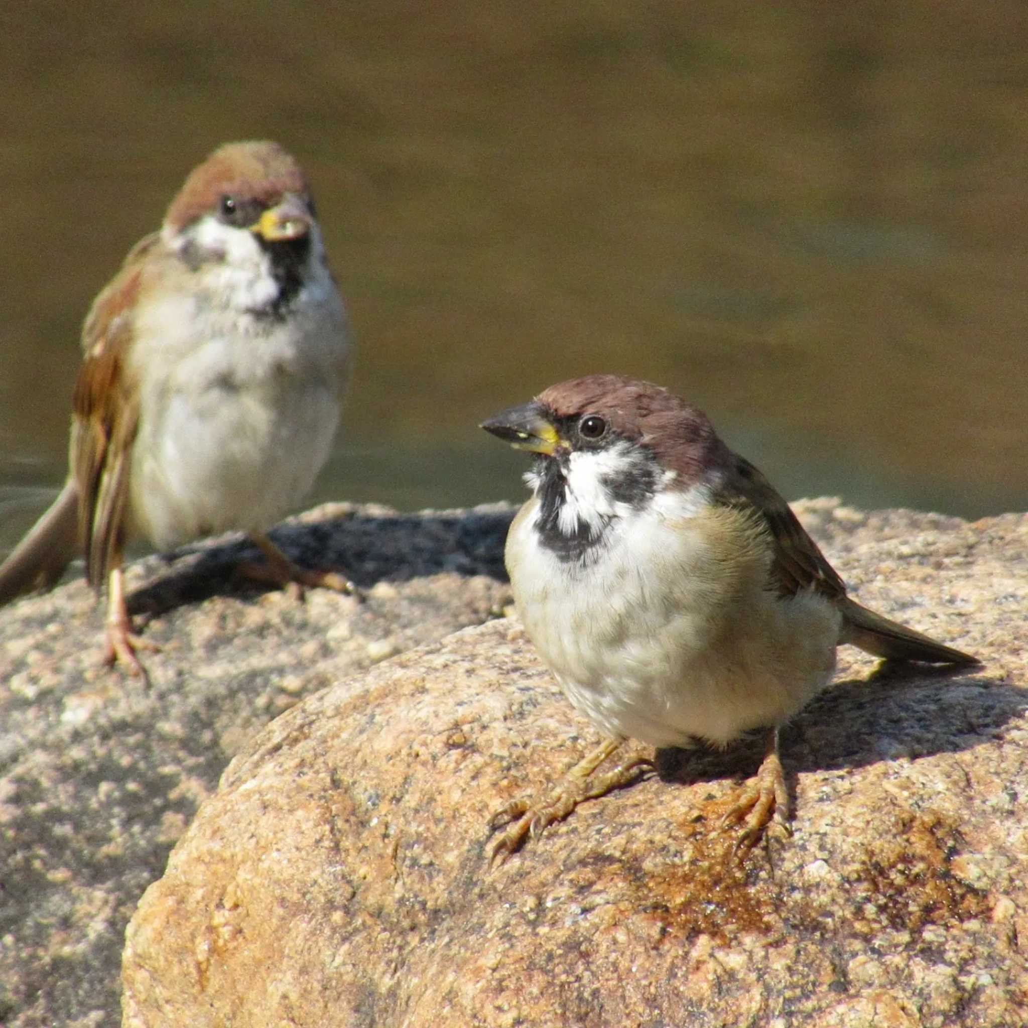 Photo of Eurasian Tree Sparrow at 旧芝離宮恩賜庭園 by kohukurou
