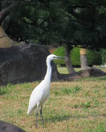 コサギ 旧芝離宮恩賜庭園 2023年11月4日(土)