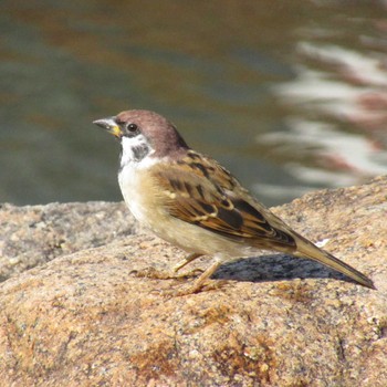 Eurasian Tree Sparrow 旧芝離宮恩賜庭園 Sat, 11/4/2023