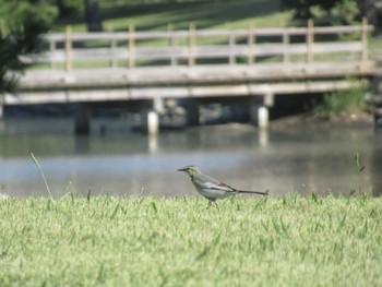 White Wagtail Hama-rikyu Gardens Sat, 11/4/2023