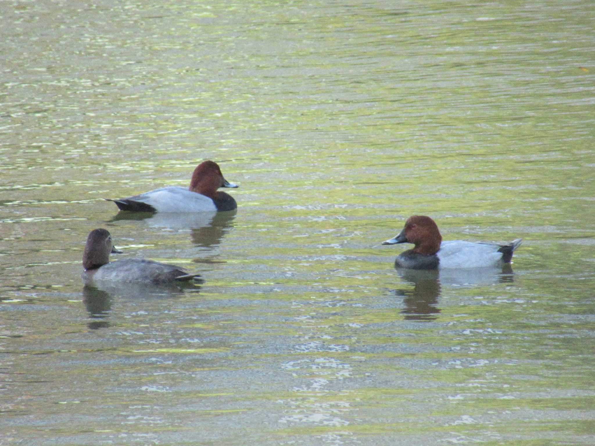 Photo of Common Pochard at Hama-rikyu Gardens by kohukurou