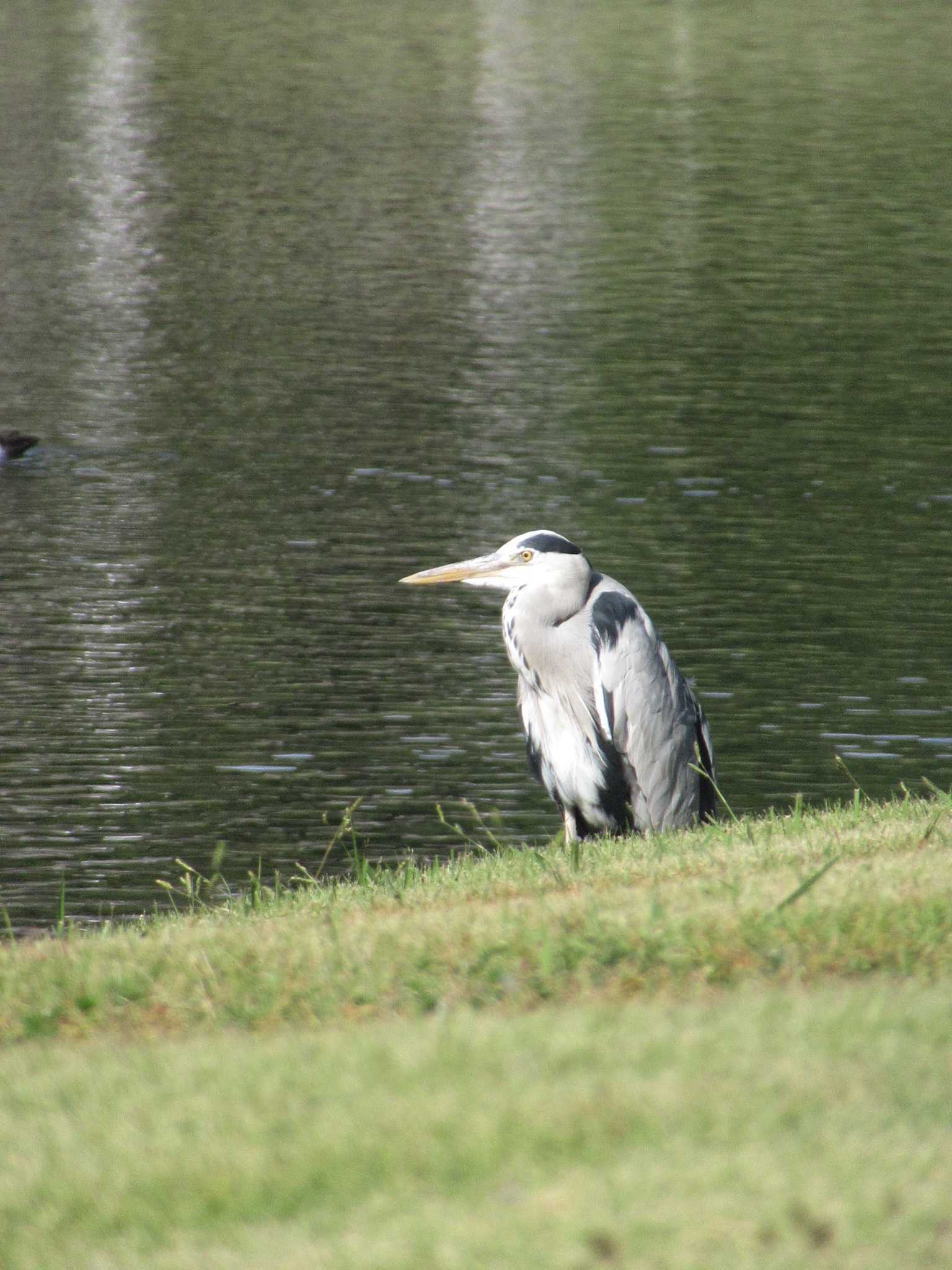 Photo of Grey Heron at Hama-rikyu Gardens by kohukurou