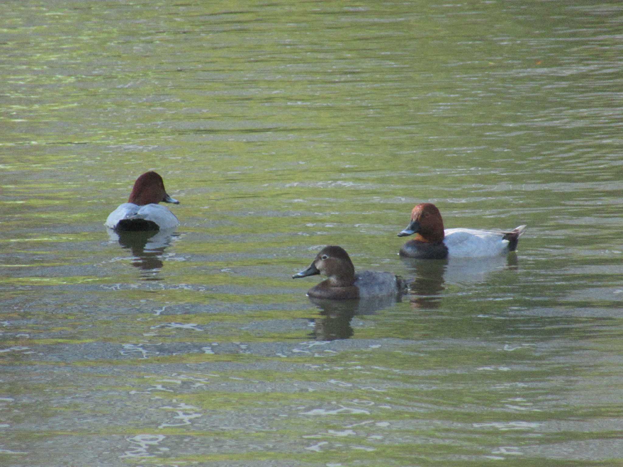 Photo of Common Pochard at Hama-rikyu Gardens by kohukurou