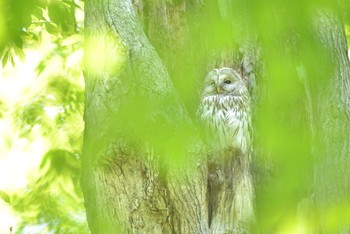 Ural Owl Unknown Spots Wed, 6/14/2017