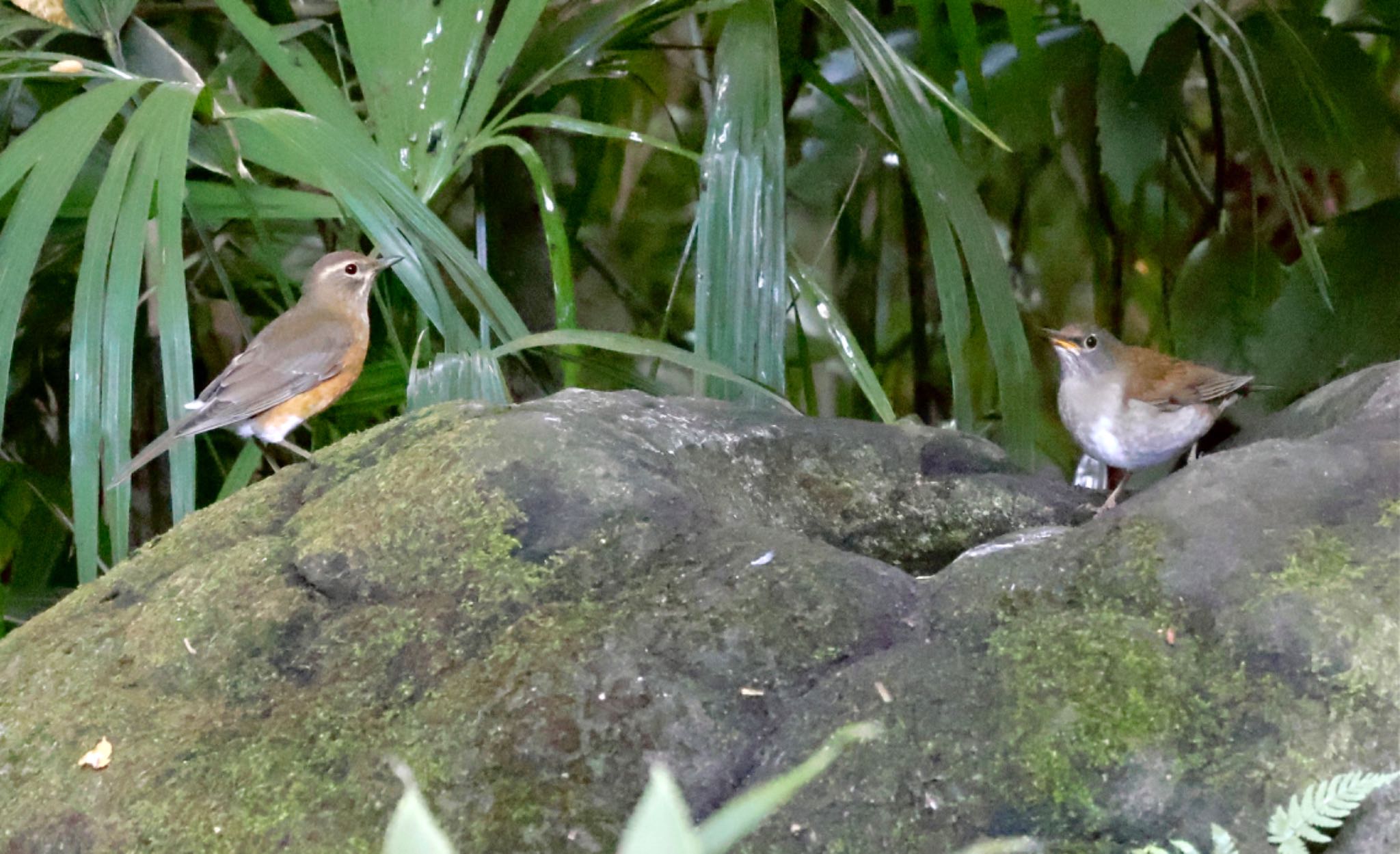 Pale Thrush