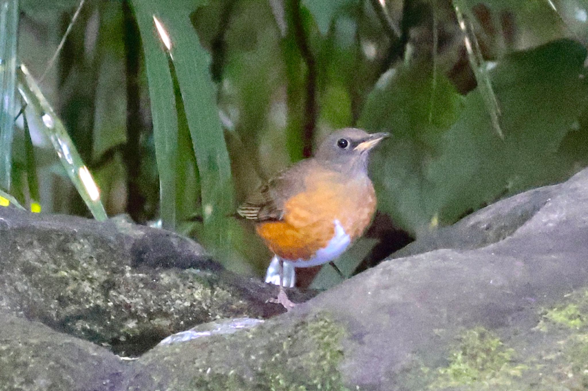 Brown-headed Thrush