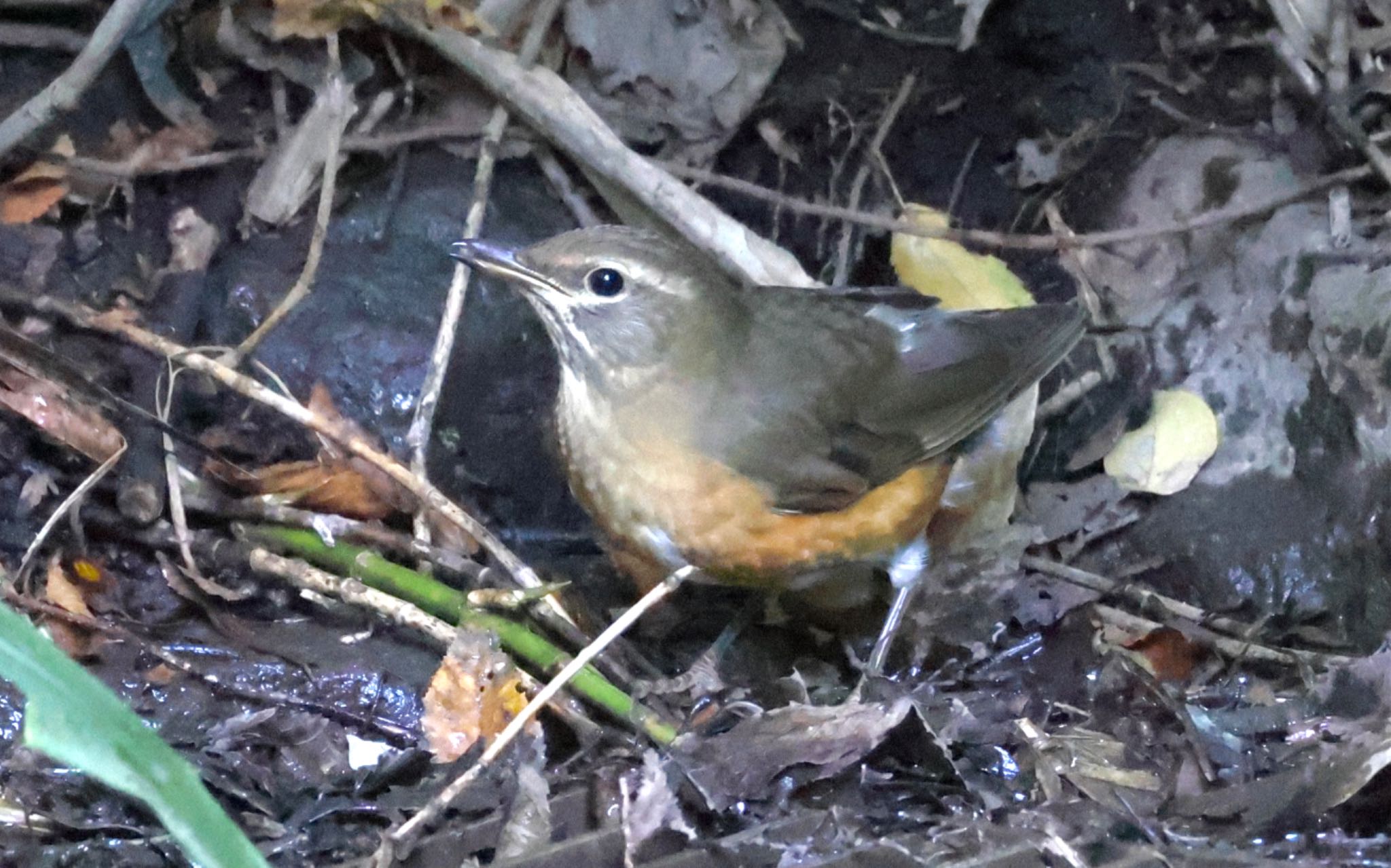 Eyebrowed Thrush