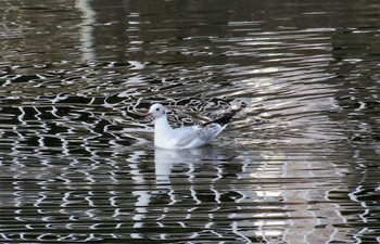 ユリカモメ 手賀沼公園 2023年11月4日(土)