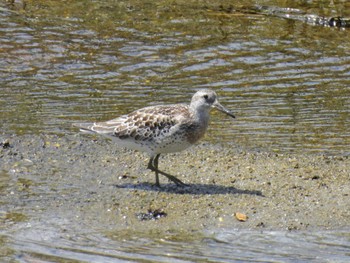 オバシギ 大阪南港野鳥園 2023年8月19日(土)