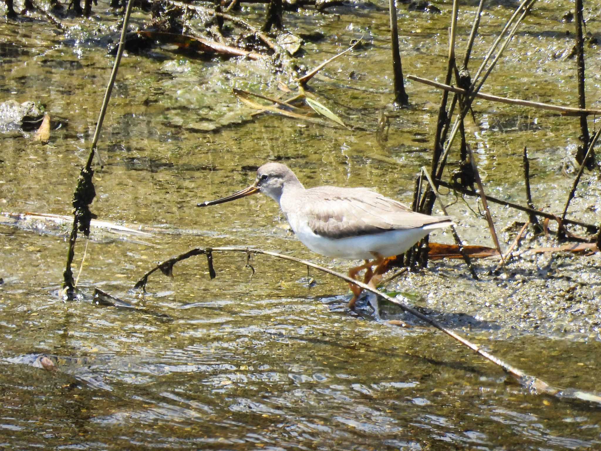 Terek Sandpiper