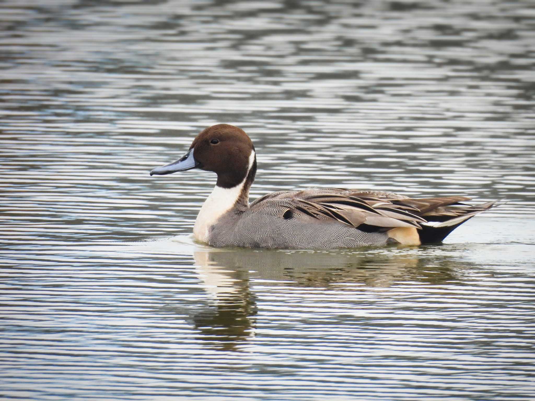 Photo of Northern Pintail at 奈良市水上池 by nｰ notari