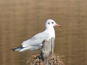 Black-headed Gull 奈良市水上池 Sat, 11/4/2023