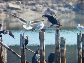 Black-headed Gull 奈良市水上池 Sat, 11/4/2023