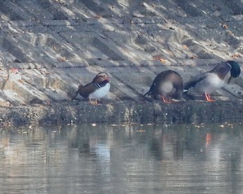 Mandarin Duck 奈良市水上池 Sat, 11/4/2023