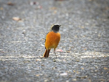 Sat, 11/4/2023 Birding report at 奈良市水上池