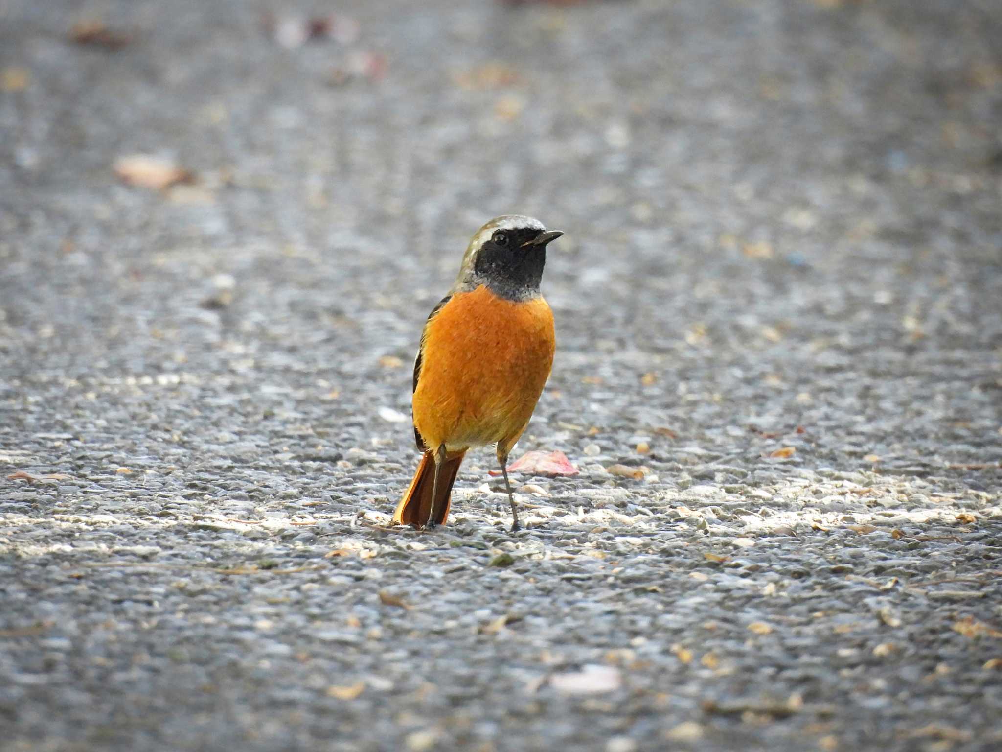 Daurian Redstart