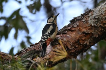 Great Spotted Woodpecker 多々良沼公園 Sat, 11/4/2023