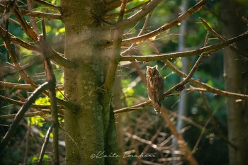 Long-eared Owl Unknown Spots Unknown Date