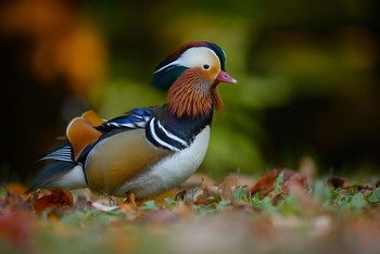 Mandarin Duck Unknown Spots Sat, 10/14/2017
