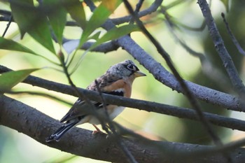 Brambling Kenrokuen Fri, 11/3/2023