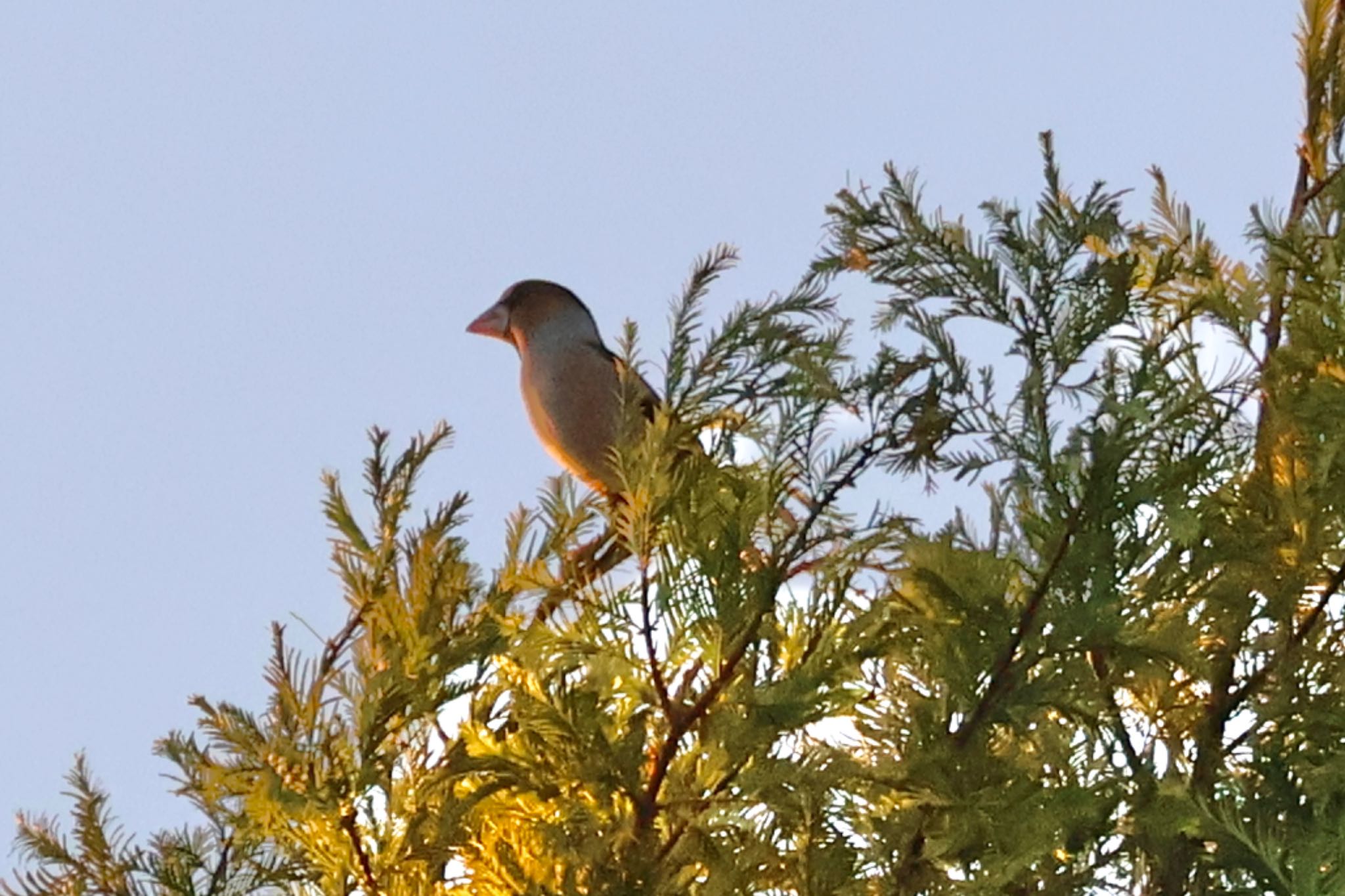 Hawfinch