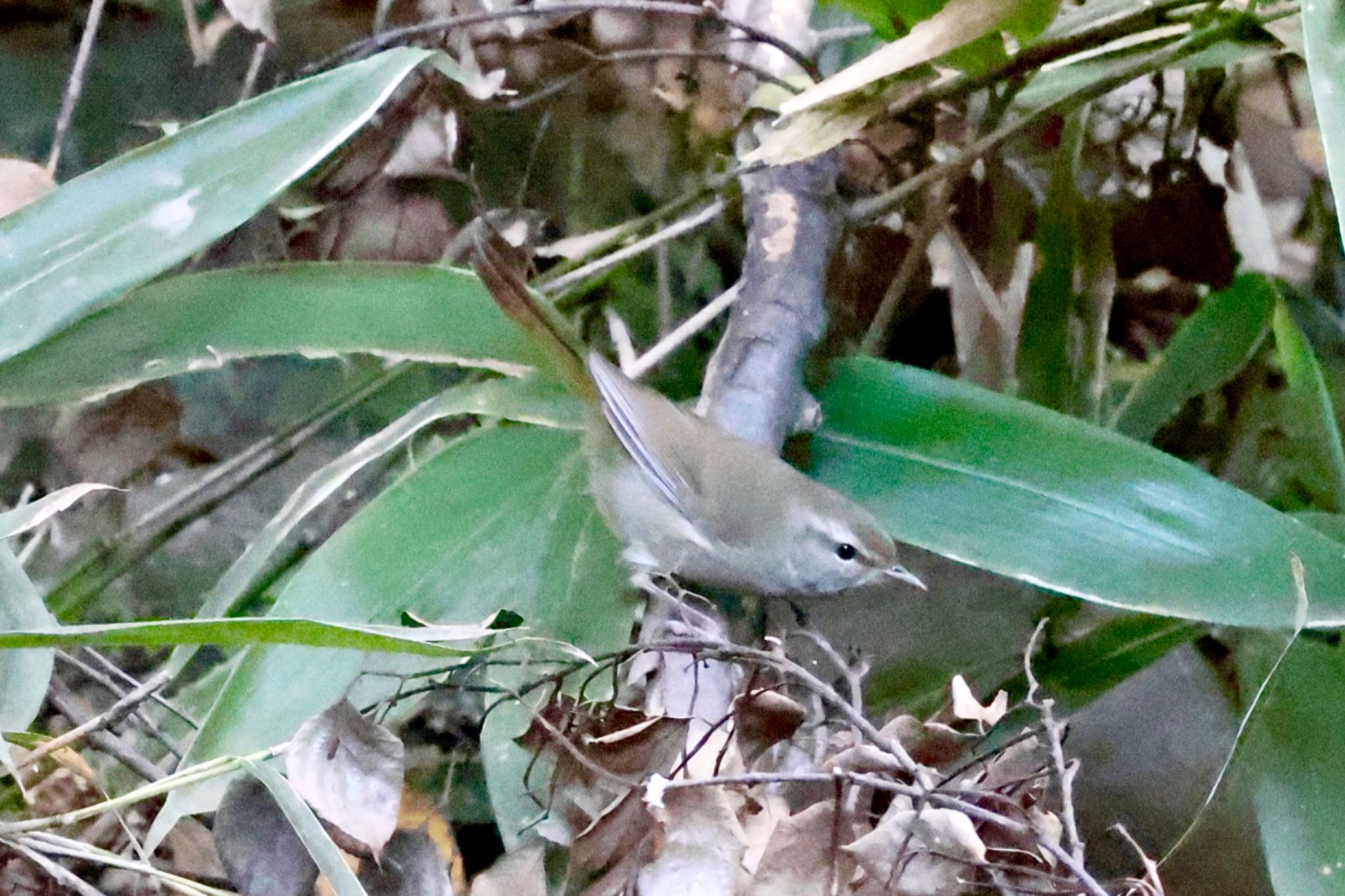 Japanese Bush Warbler