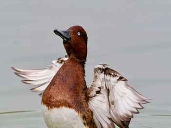 Ferruginous Duck 弁天池公園(大阪府門真市) Sat, 11/4/2023