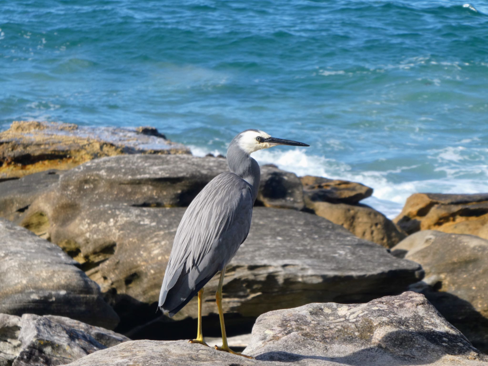 Photo of White-faced Heron at Manly, NSW, Australia by Maki