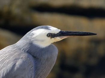 White-faced Heron Manly, NSW, Australia Sat, 10/28/2023