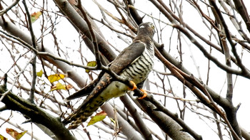 Common Cuckoo 荒川右岸（北千住） Fri, 10/5/2018