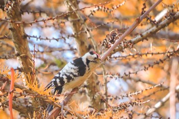 Lesser Spotted Woodpecker Unknown Spots Sat, 11/4/2023