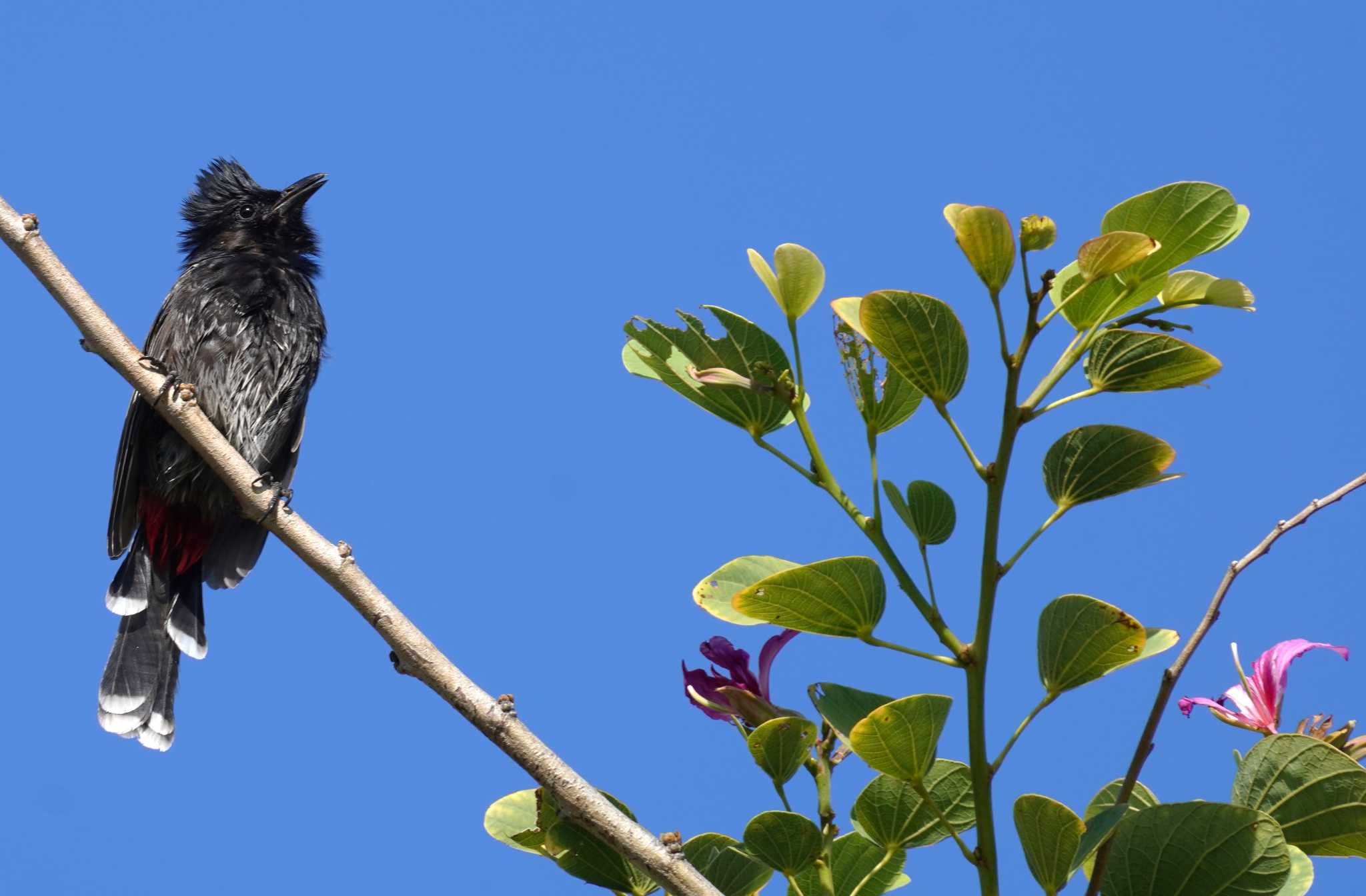 Red-vented Bulbul