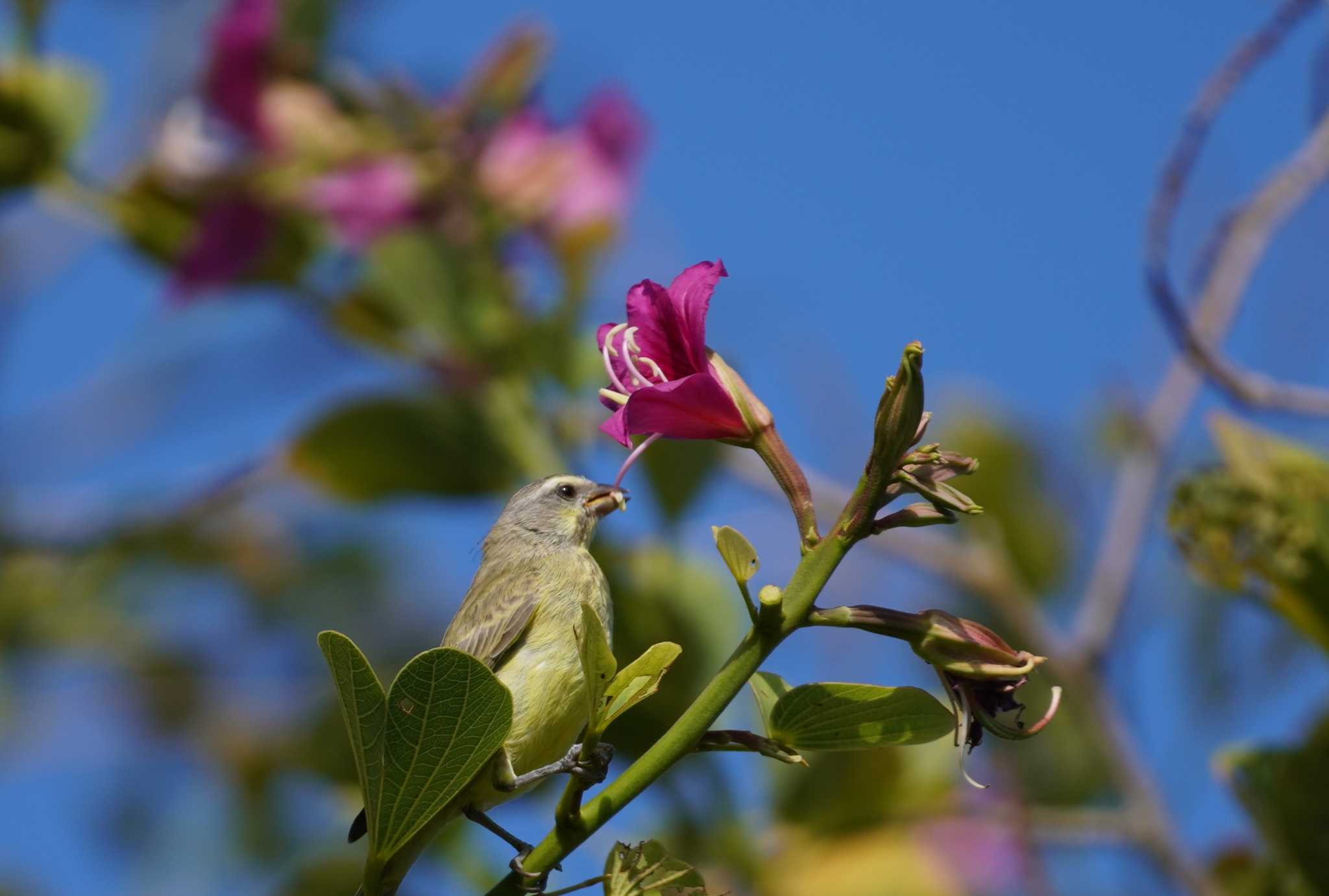 Yellow-fronted Canary