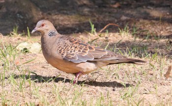 キジバト 聚楽園公園 2023年11月2日(木)