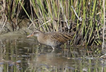 Brown-cheeked Rail 和歌山 Sat, 11/4/2023