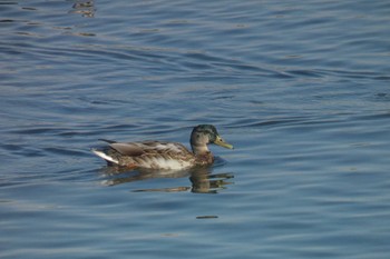 Mallard 多摩川二ヶ領上河原堰 Sat, 11/4/2023