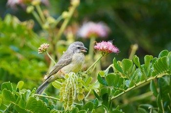 Yellow-fronted Canary Ainahau Triangle Sat, 10/28/2023